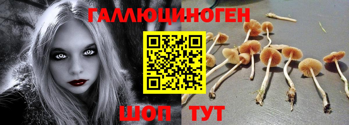 Галлюциногенные грибы Psilocybe Богородск